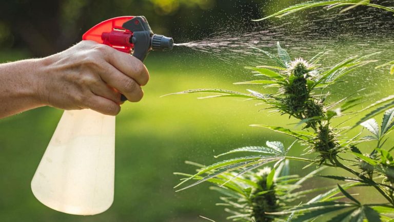 All that You Need to Know About Cannabis Fertilizer, Nutrients, and Growing Good Weed